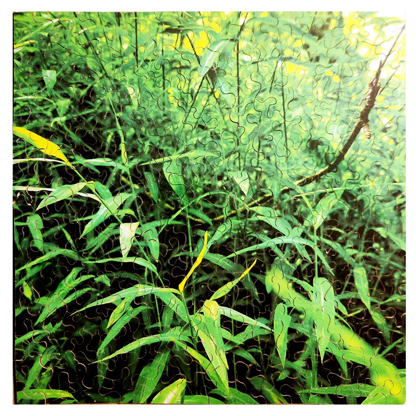 1010-63 Wild Grass - Jamestown Island, Rhode Island