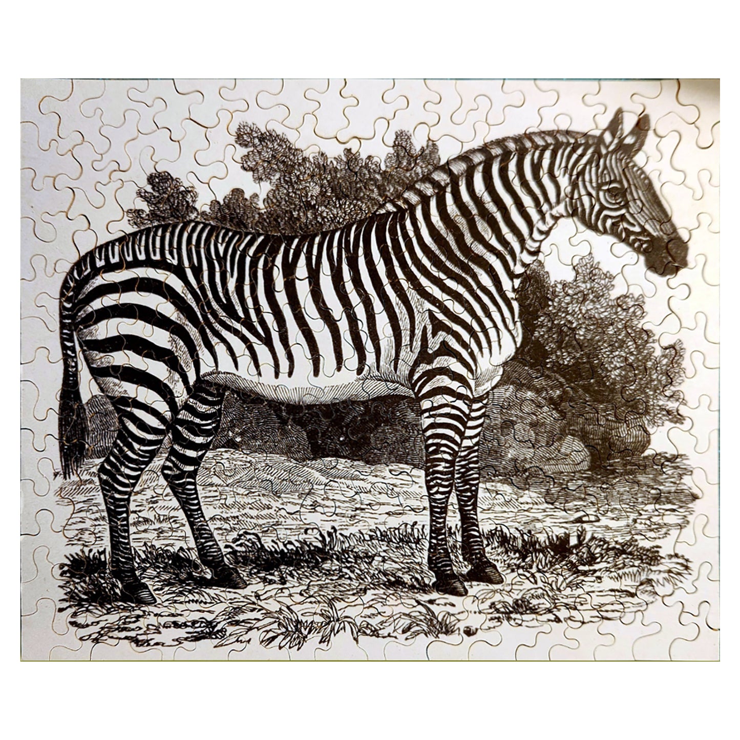 1012-61 Zebra - Thomas Bewick, 1825