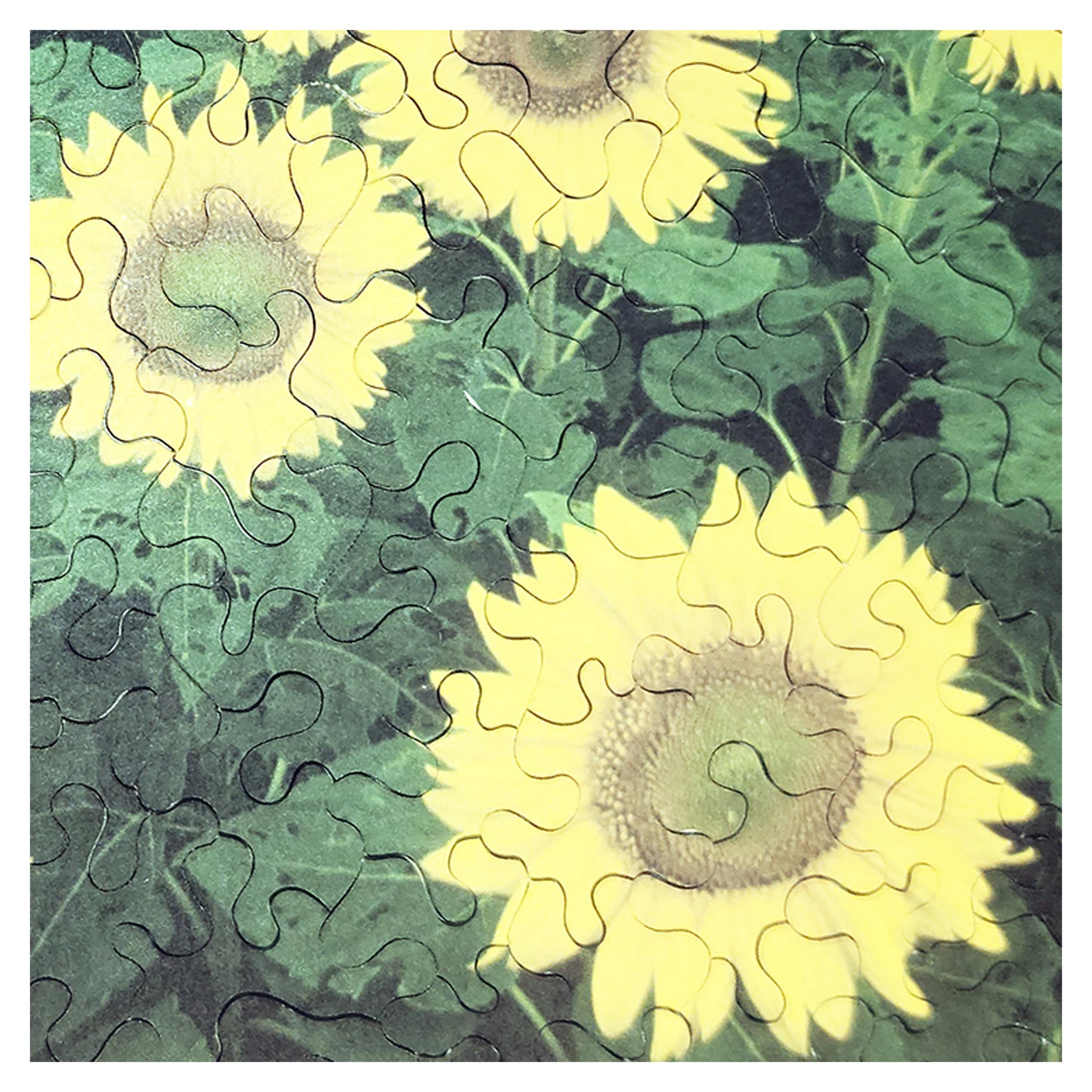 1016-43 Sunflowers