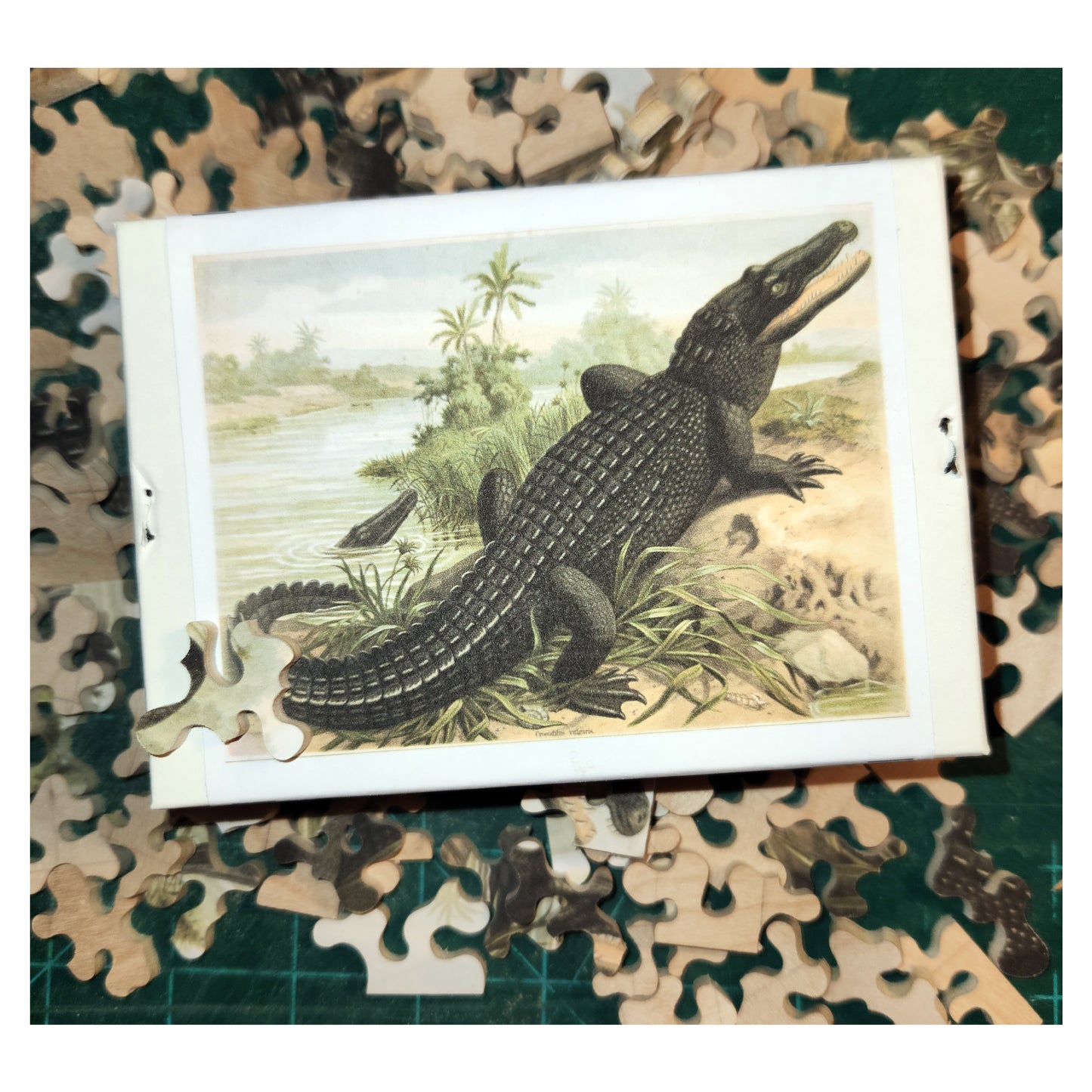 68-191 Crocodilus Vulgaris