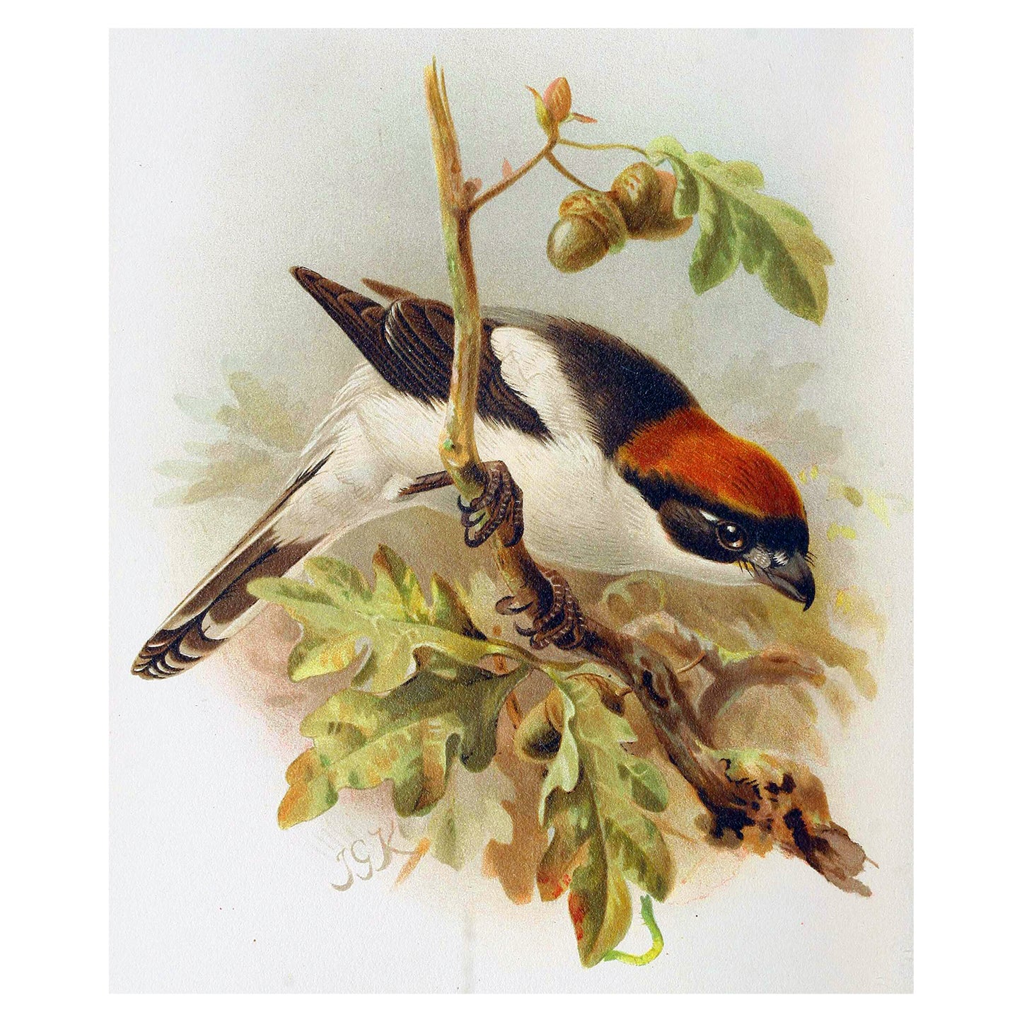 1012-62 Woodchat Shrike