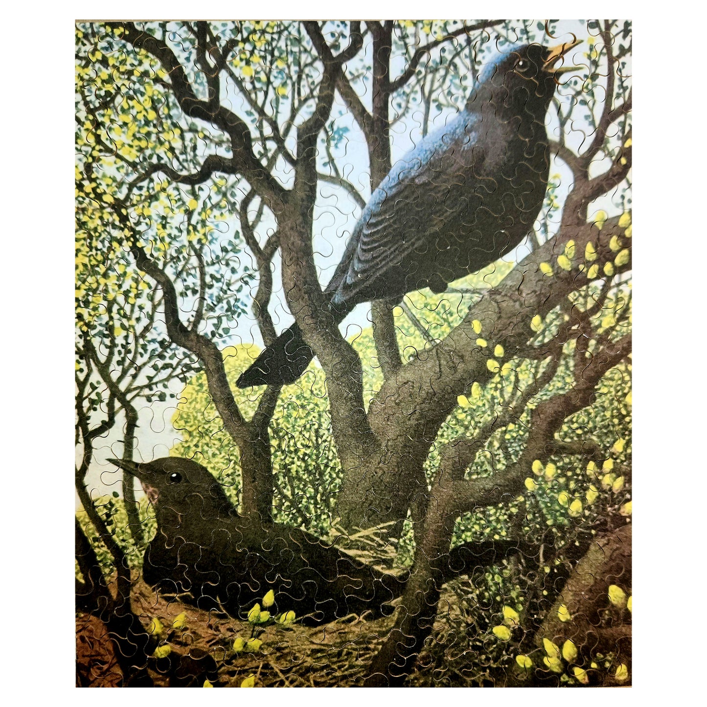 1012-127 Blackbirds - Ronald Lampitt