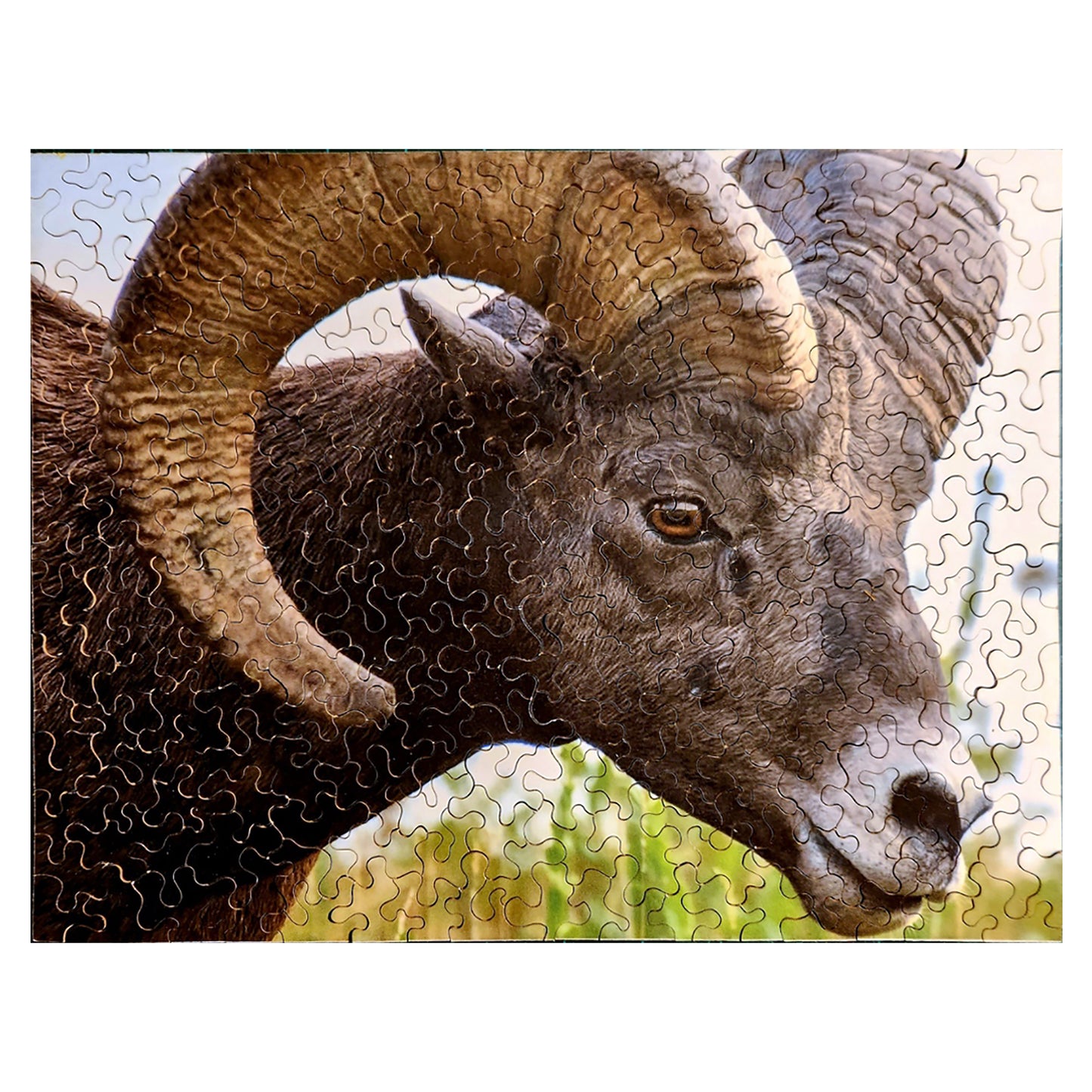 1013-155 Bighorn Sheep - Jeff Taylor