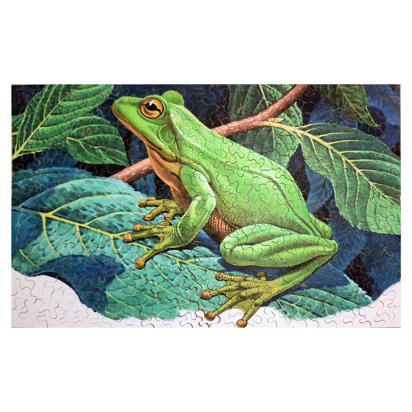 1016-205 Great Green Tree Frog