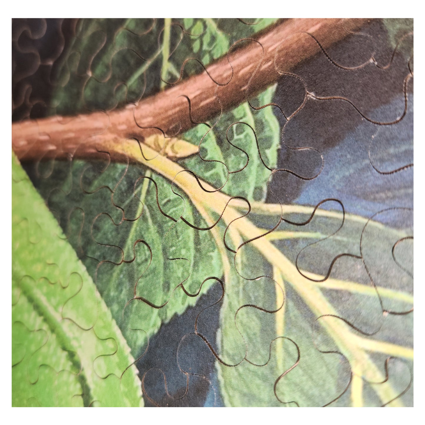 1016-205 Great Green Tree Frog