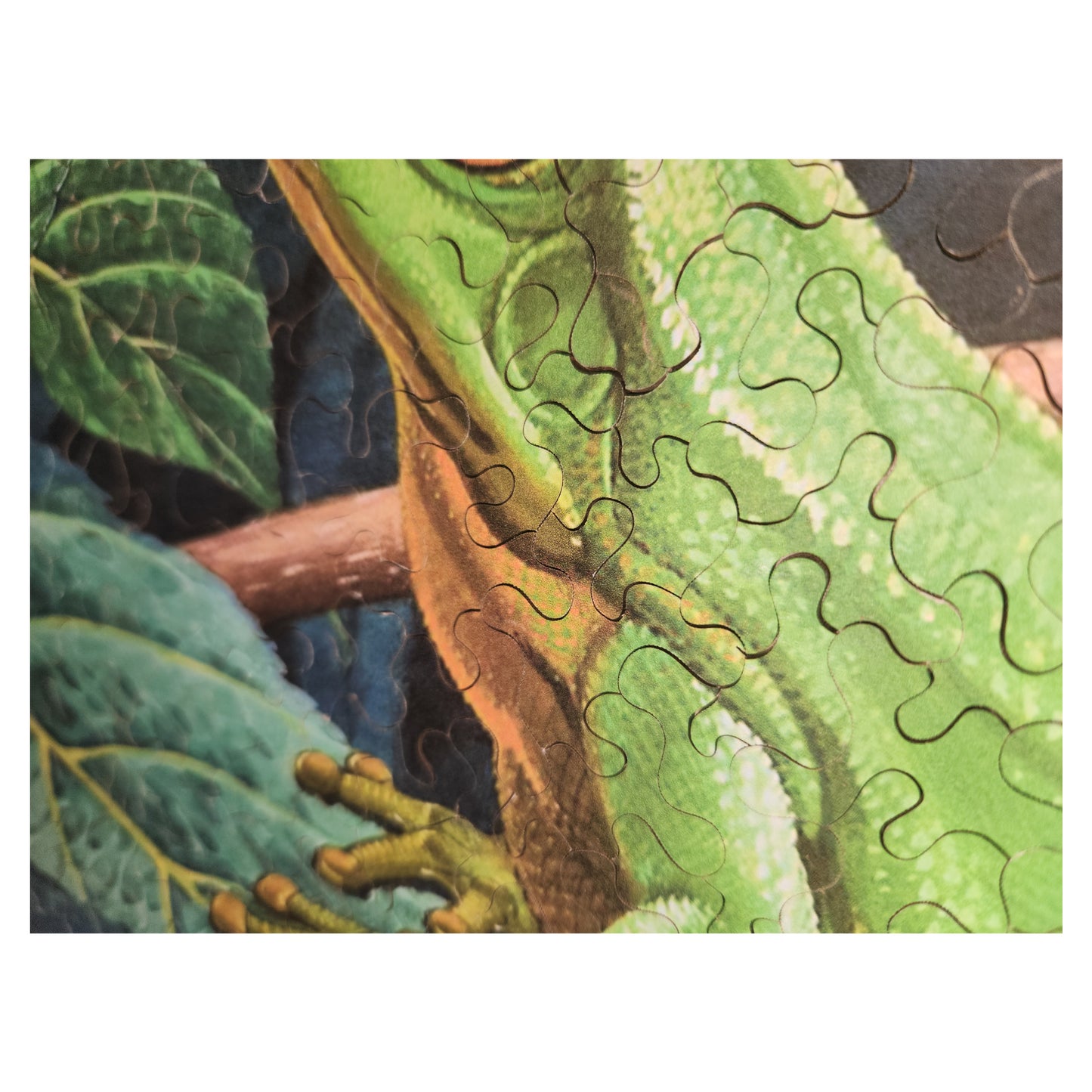 1016-205 Great Green Tree Frog