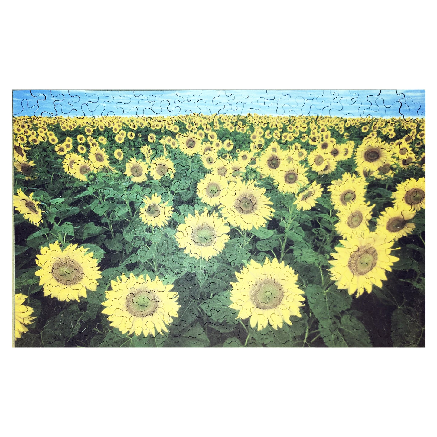 1016-43 Sunflowers