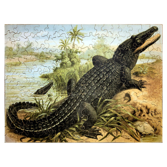 912-180 Crocodilus Vulgaris