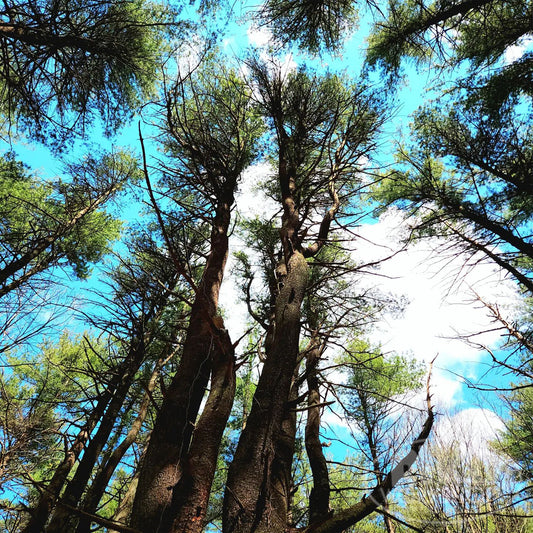 Watchful Trees, Goddard Park, Warwick Rhode Island