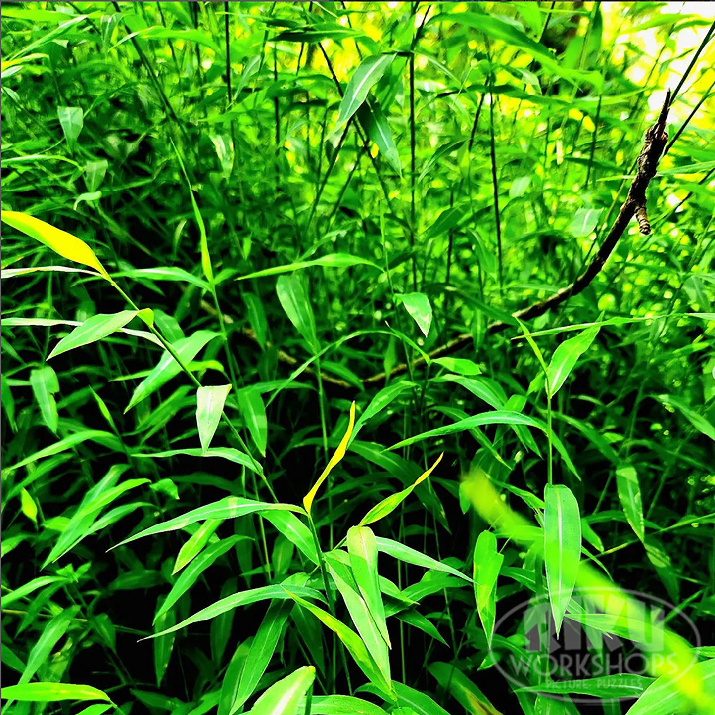 Wild Grass - Jamestown Island, Rhode Island