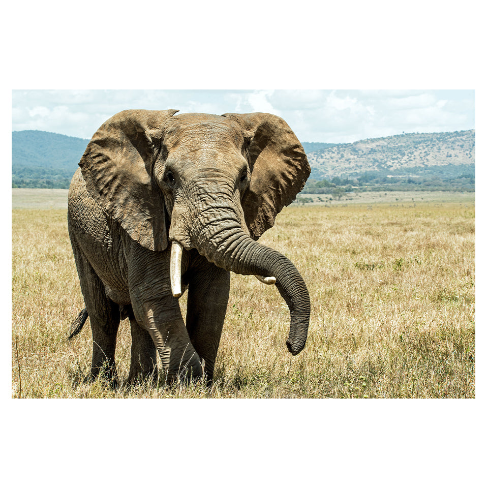 1015-237 Elephant #2