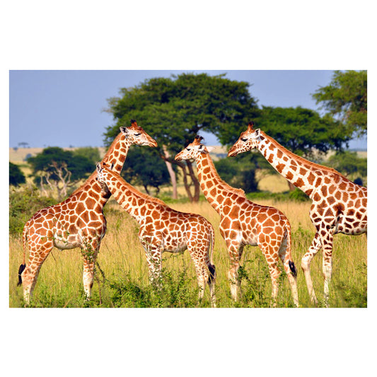 1015-238 Northern Giraffe