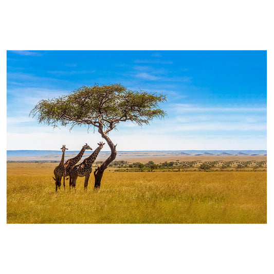 1015-239 Giraffes on The Savannah