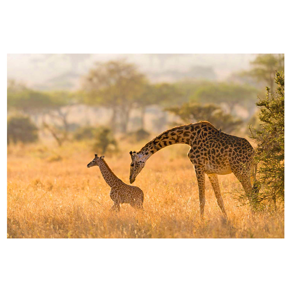 1015-240  Giraffe With Baby