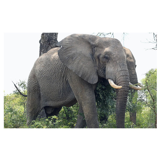 1016-45 Elephant 03