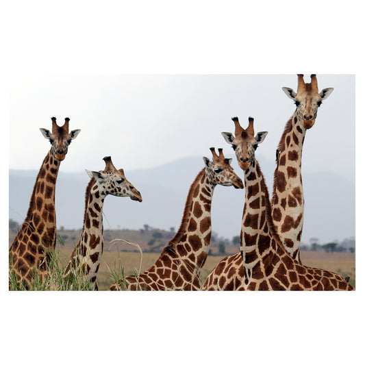 1016-46 Nubian Giraffes