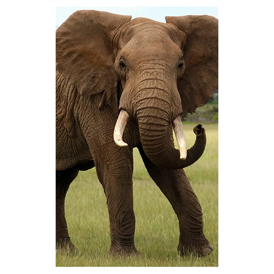 1016-48 African Elephant