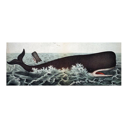 Sperm Whale, 1872