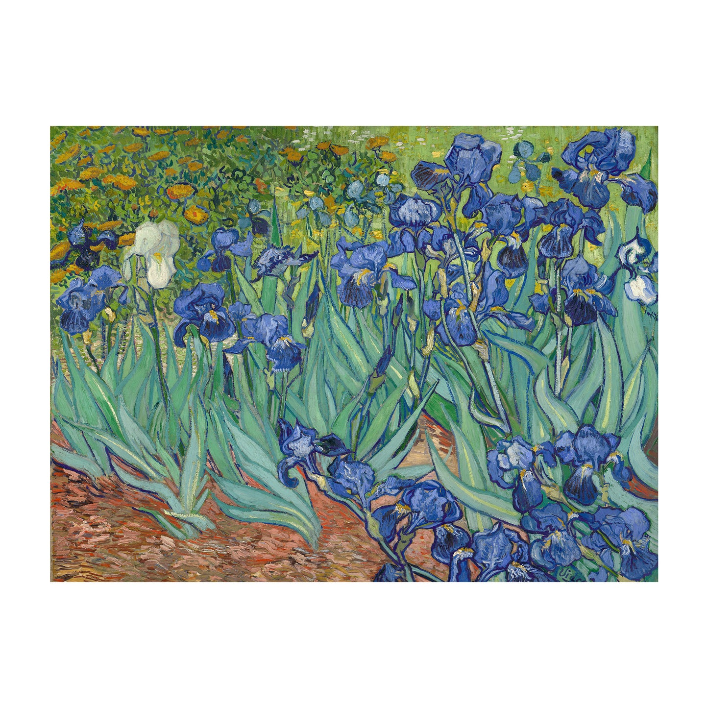 Irises - Vincent Van Gogh